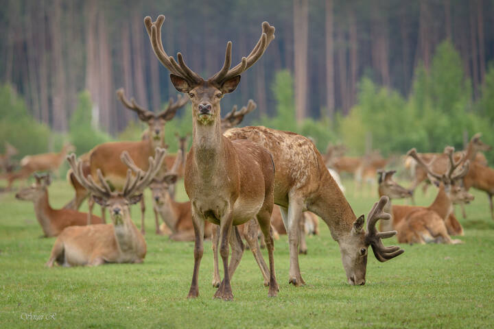 Оленья маёвка...
