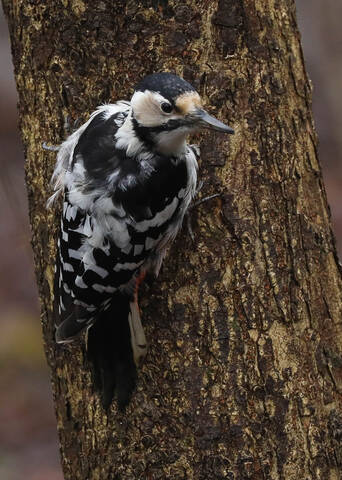 Спрыгнуть что ли? 