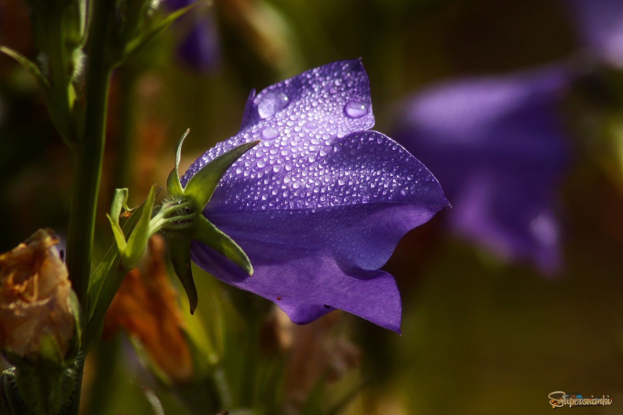 Доброе утро