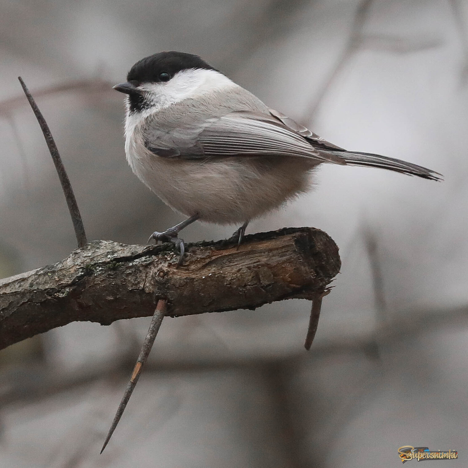 Гордая осанка