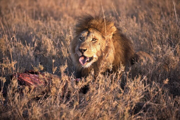 Удачная охота