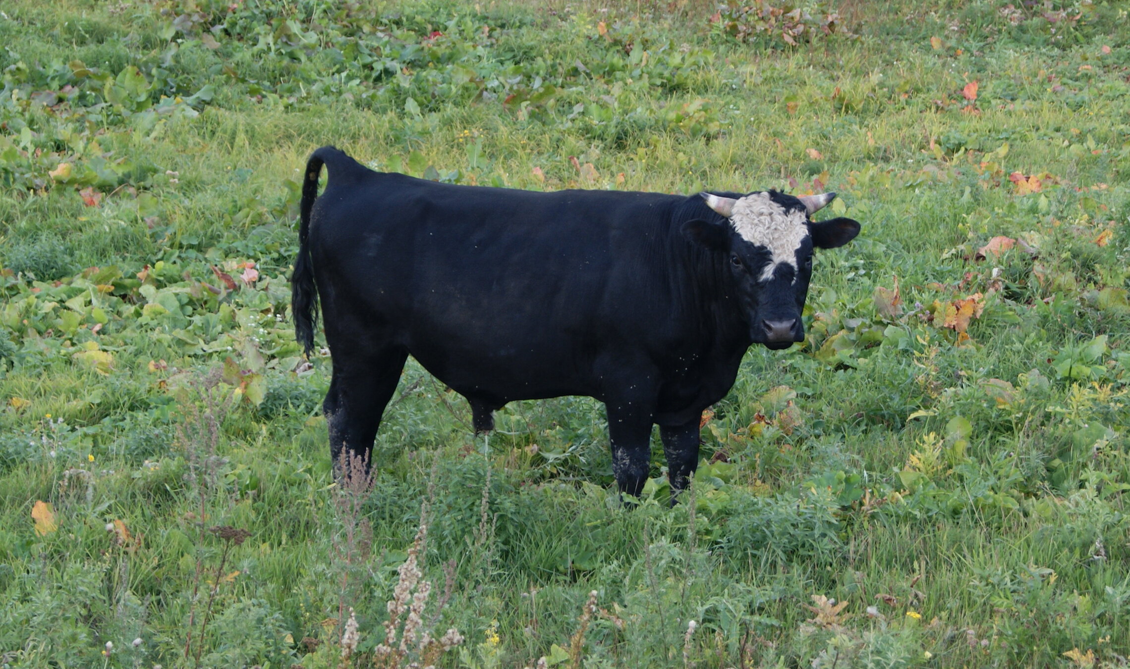 694426682aa418fb39aea858