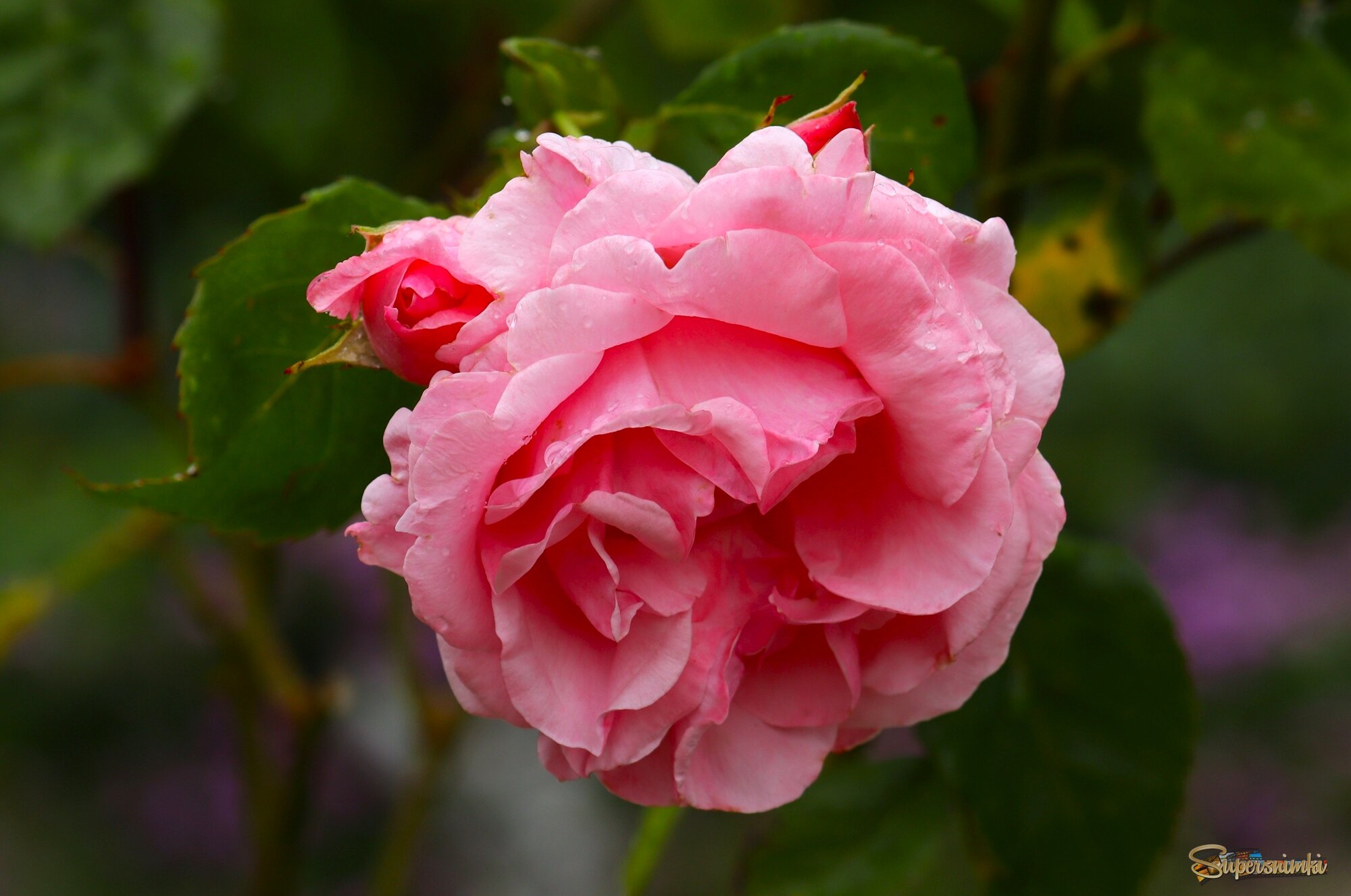 Доброе утро