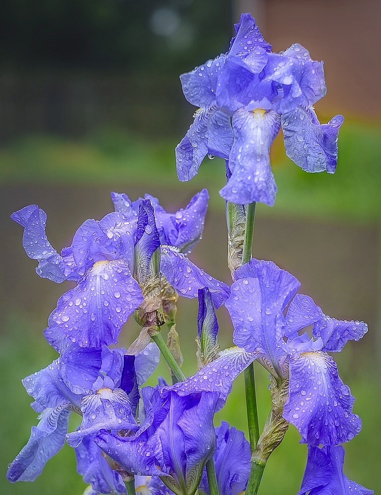 После дождя