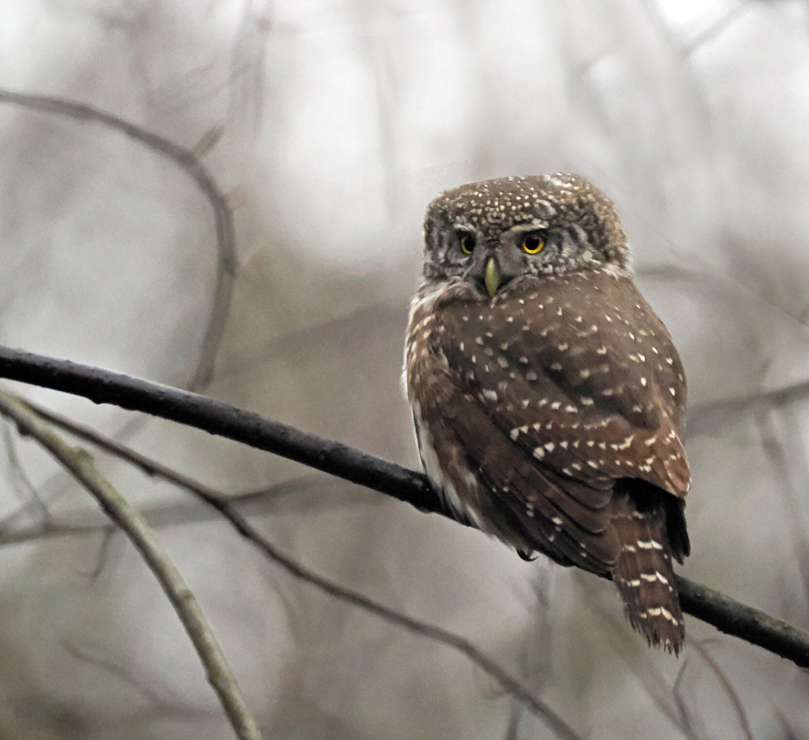Воробьиный сыч.