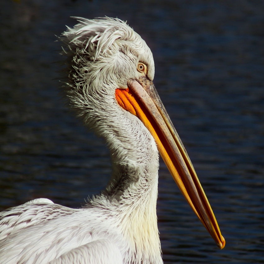 Я вся такая несуразная, такая угловатая, такая противоречивая вся…