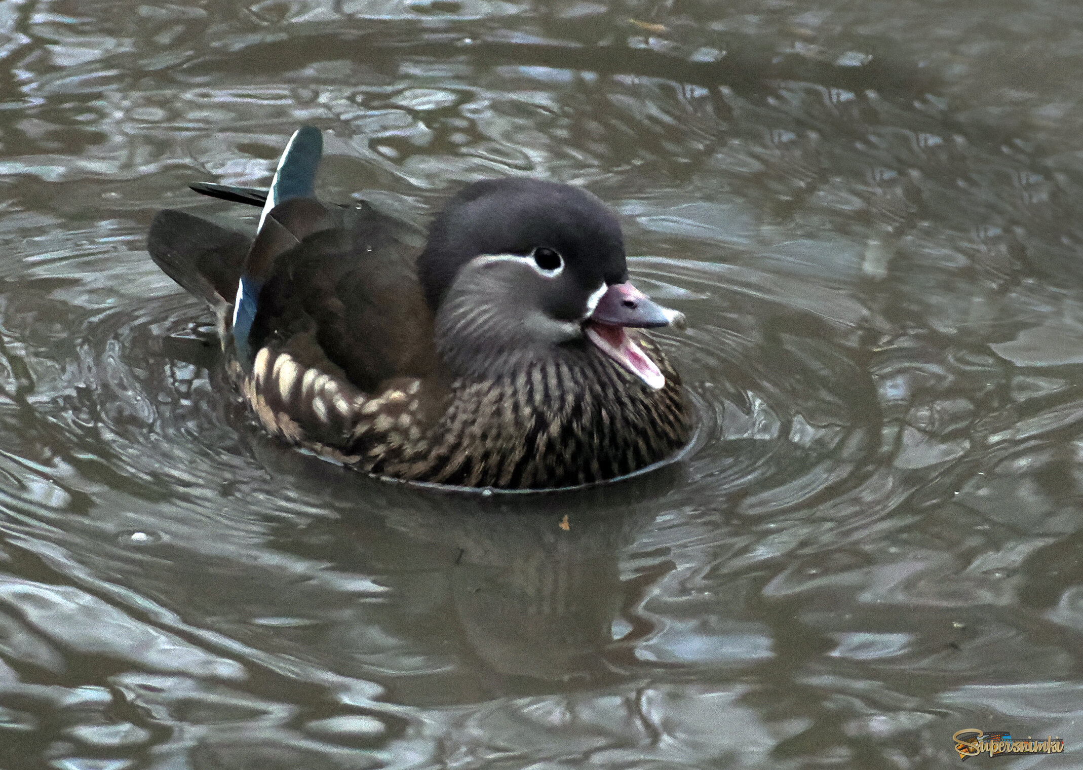 Утка-мандаринка, самка.