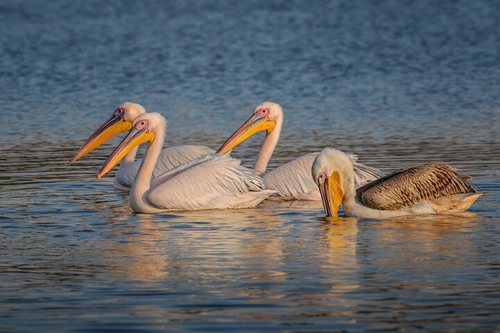 Вечером на озере