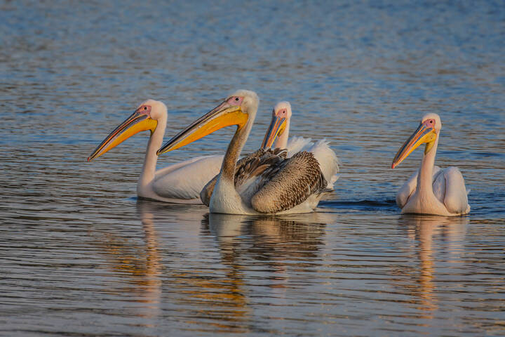 Вечером на озере