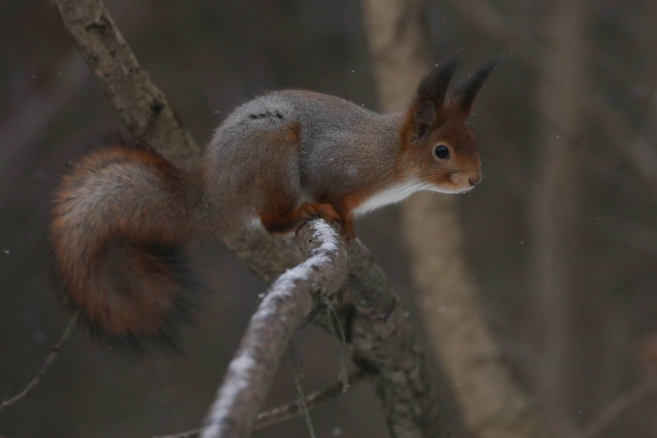 Белка начинает сердиться