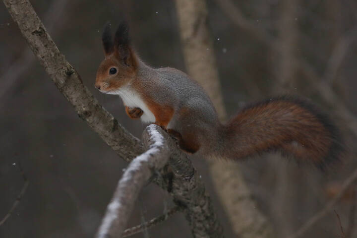 Белка начинает сердиться