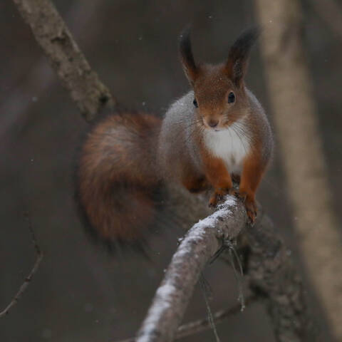 Белка начинает сердиться