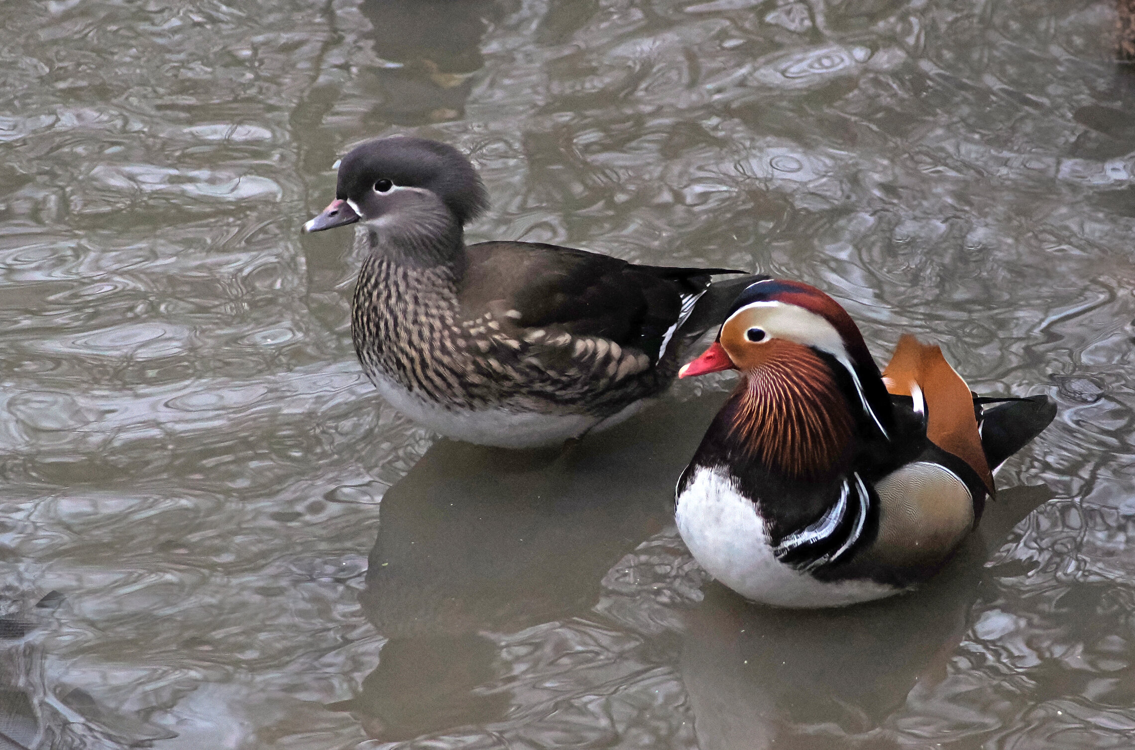 Утки-мандаринки, самец и самка.