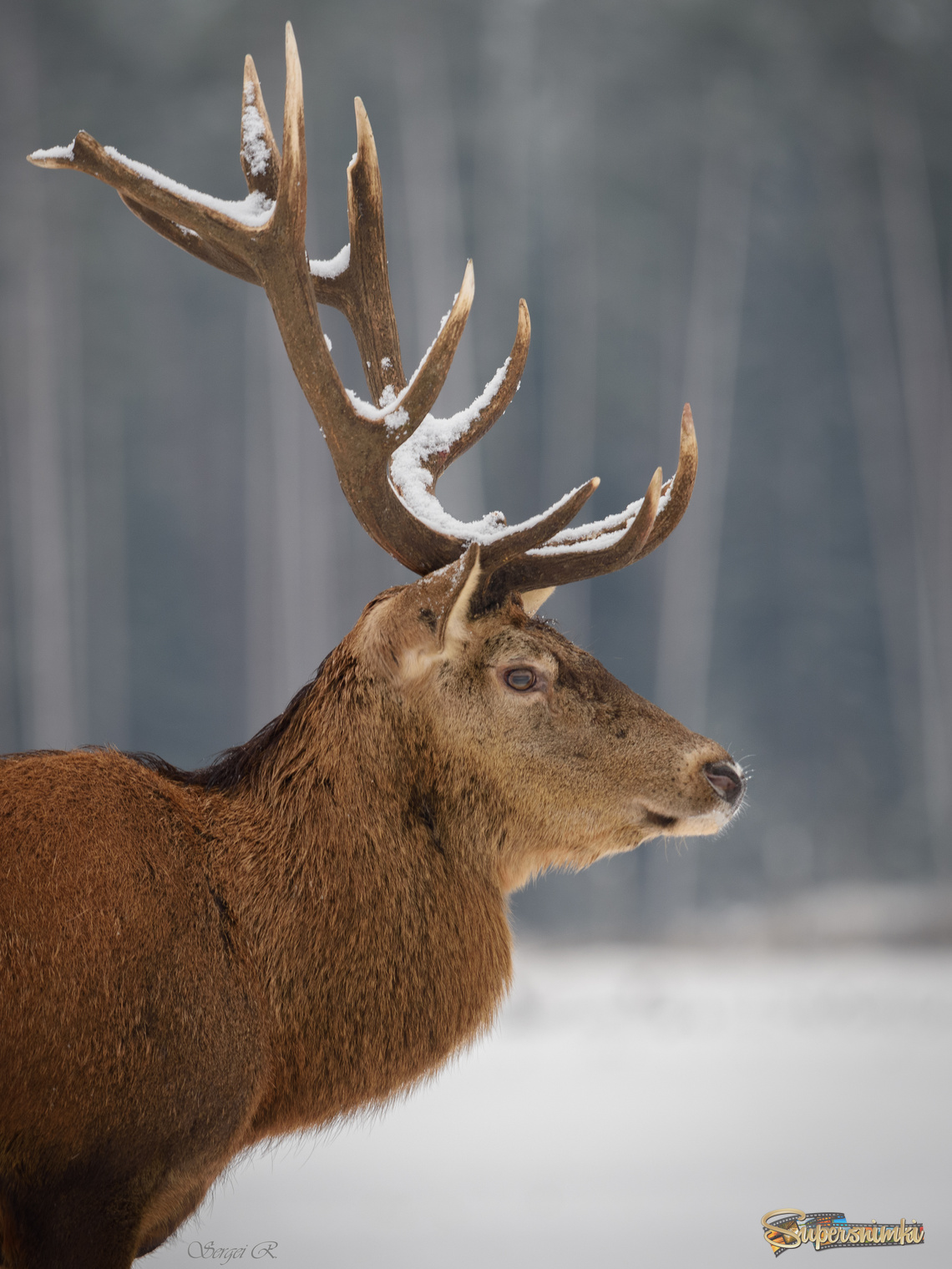 Портрет  вожака.