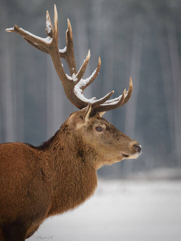 Портрет  вожака.