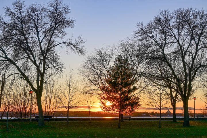 Прозрачны кроны на закате