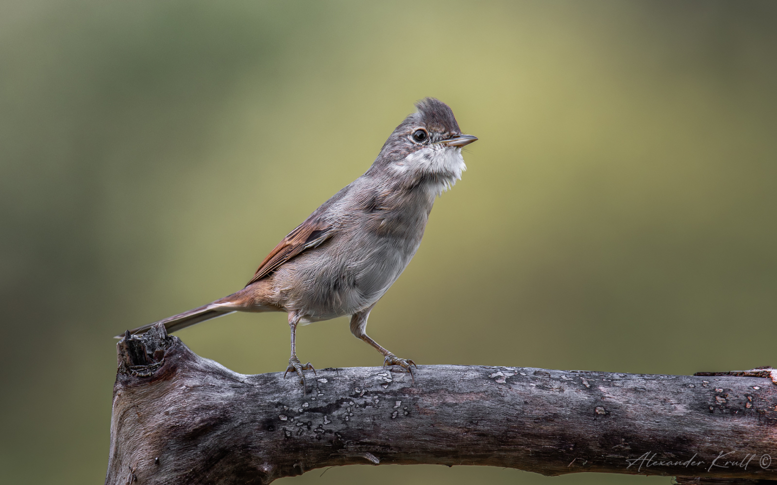 Возмущение