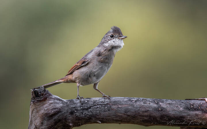 Возмущение