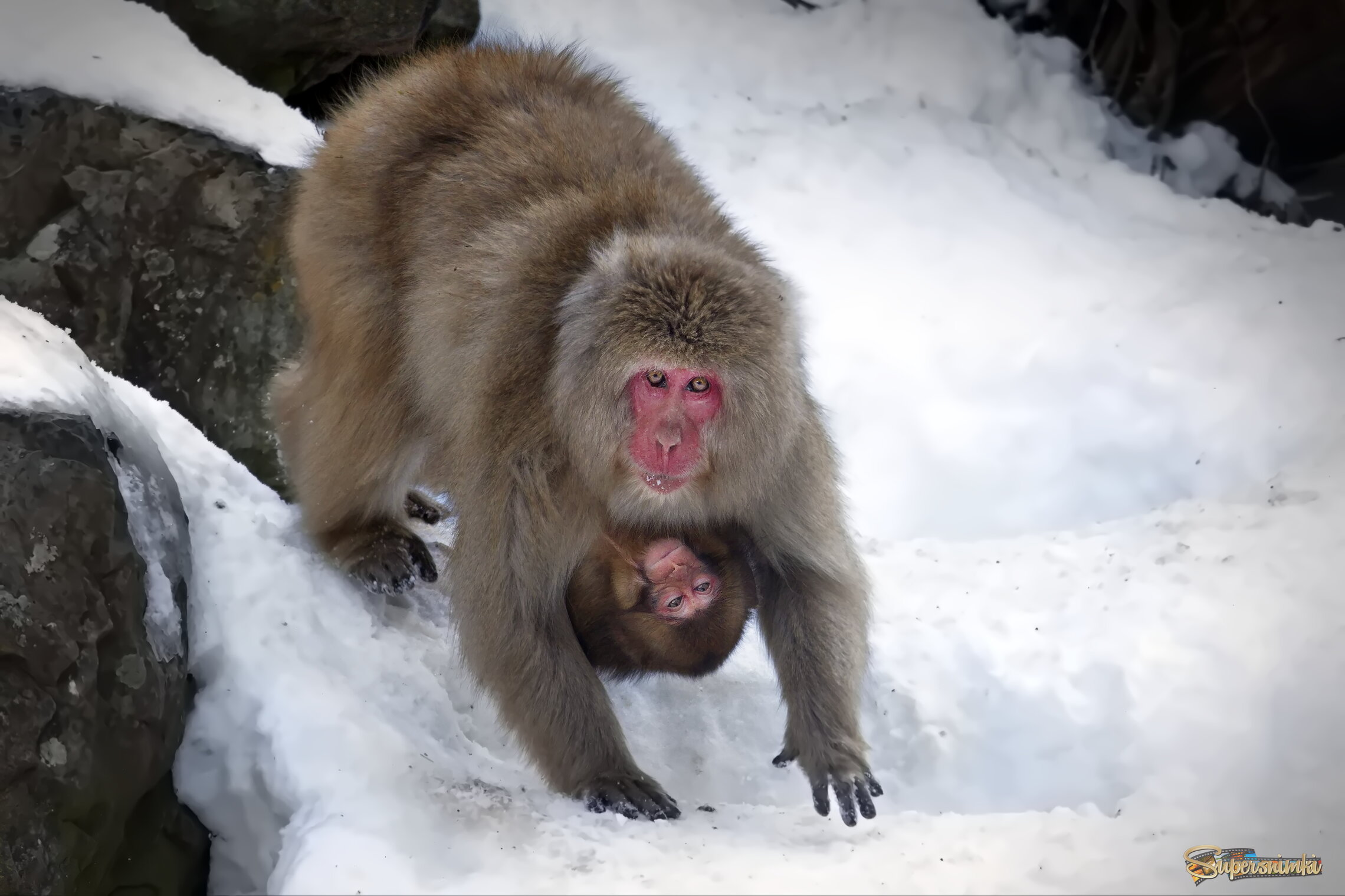 Всё своё ношу с собой!