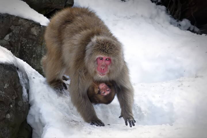 Всё своё ношу с собой!