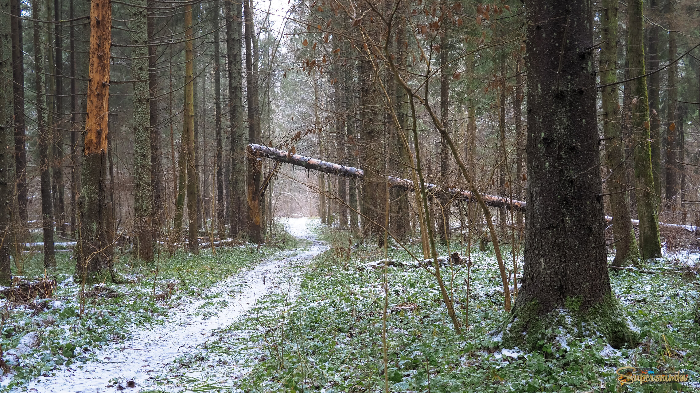 По Лесным Дорожкам