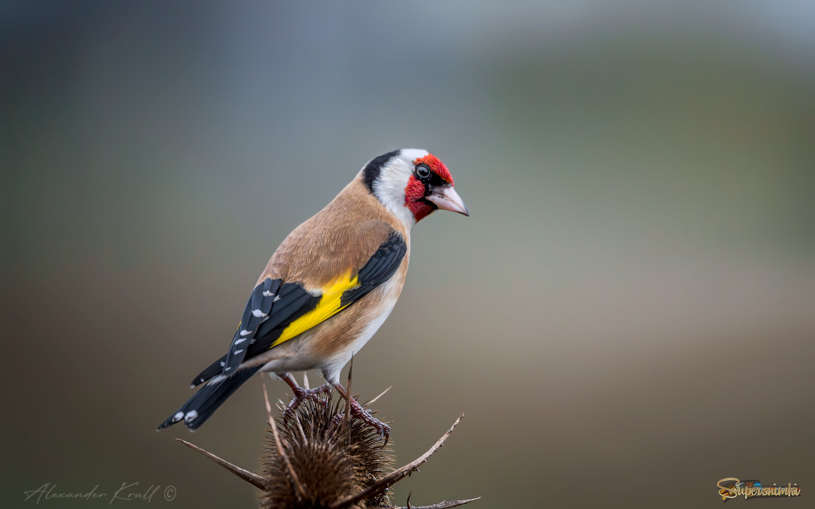 Подозрительность