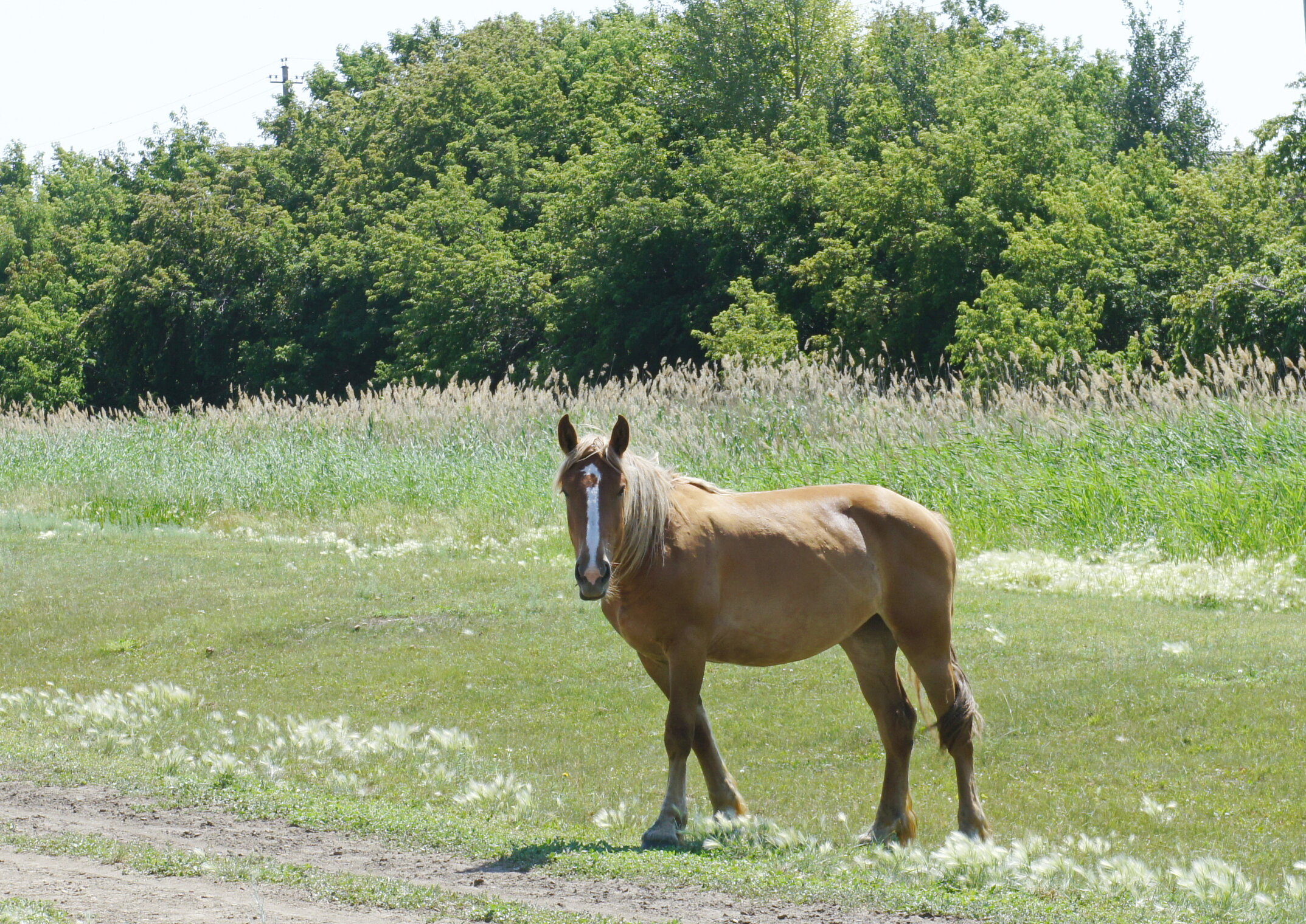 На выпасах.
