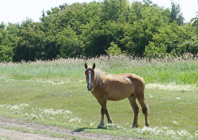 На выпасах.