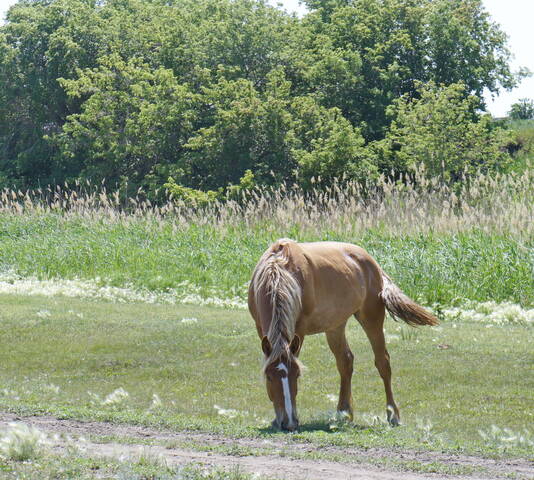На выпасах.