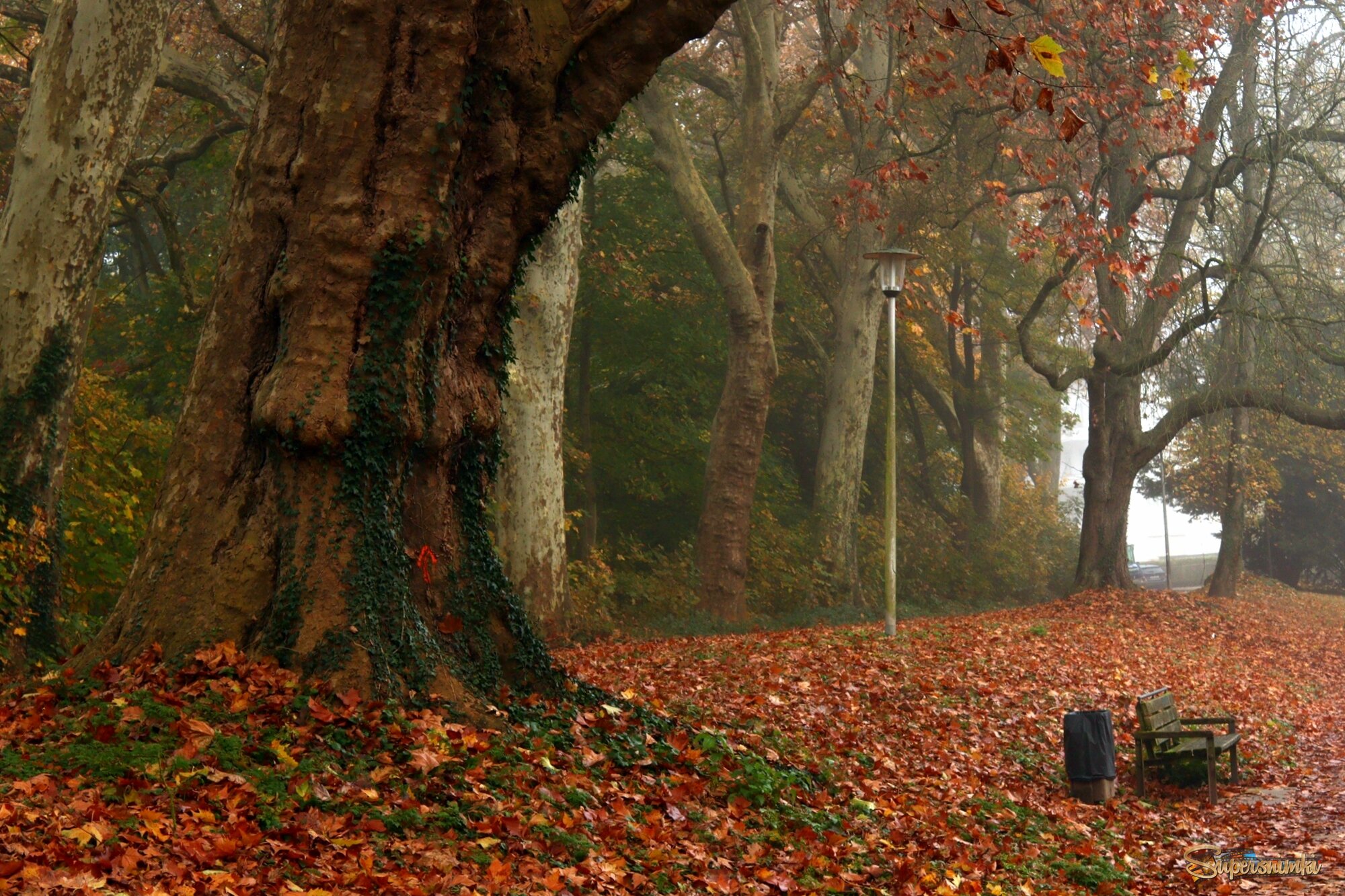 	 Средь деревьев вековых