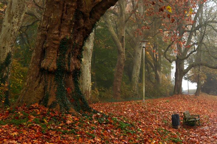 	 Средь деревьев вековых