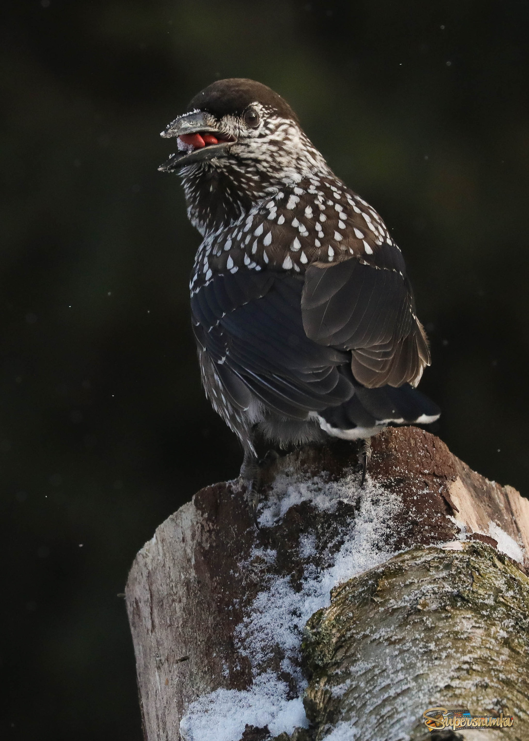 Запасливая