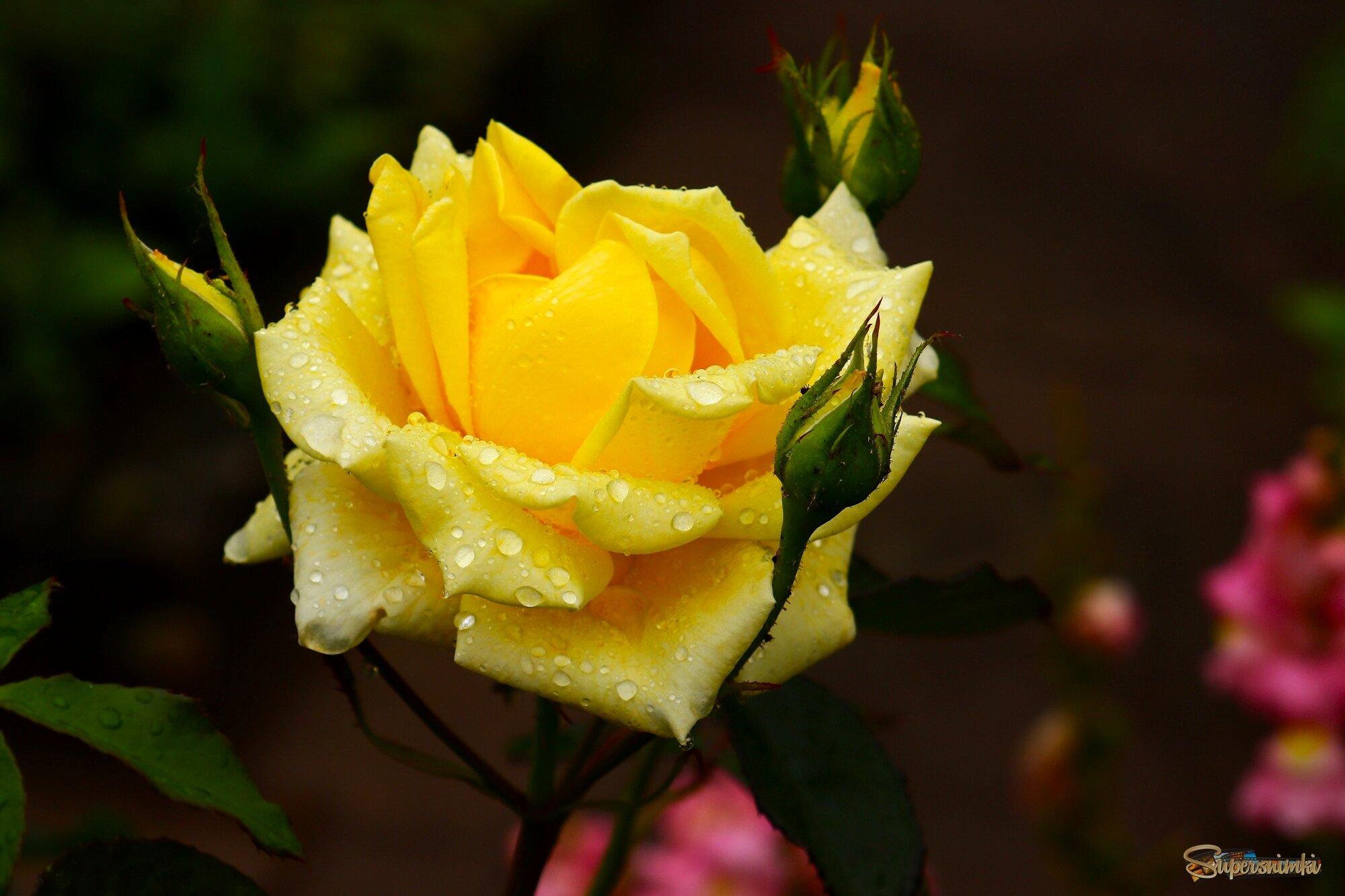 	 Цветы ушедшего лета