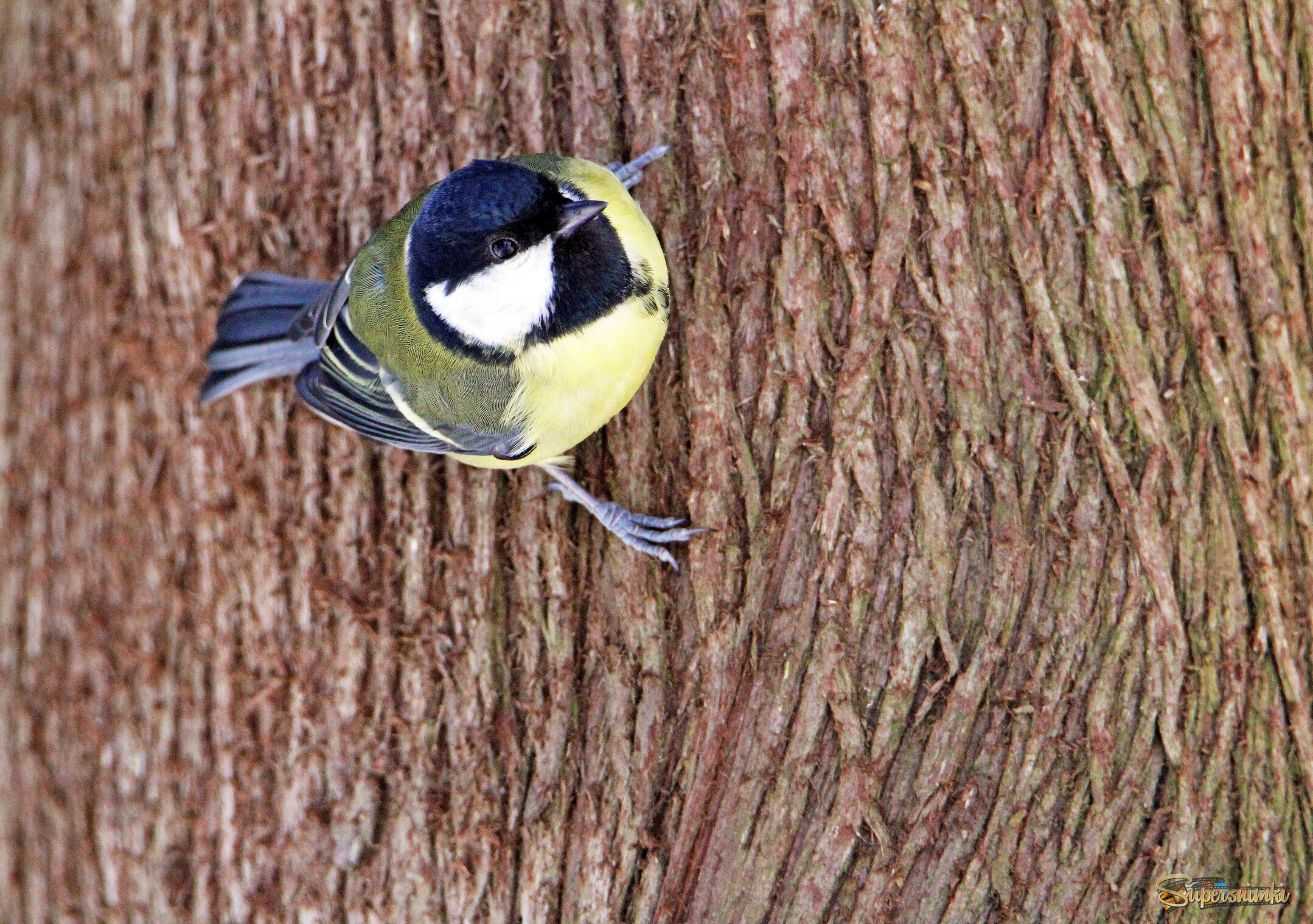 Синица-паркур.