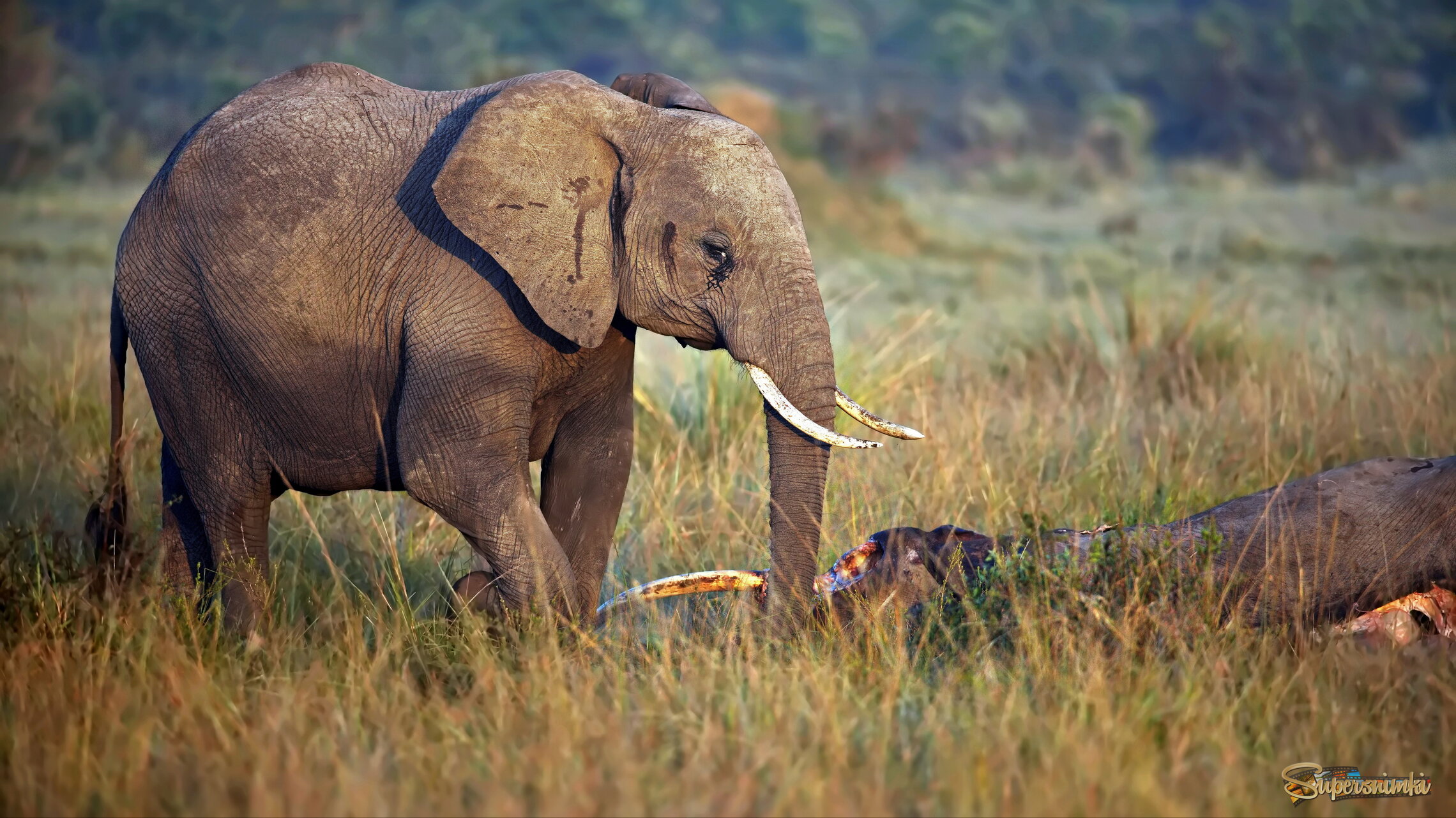 Слоны тоже плачут...