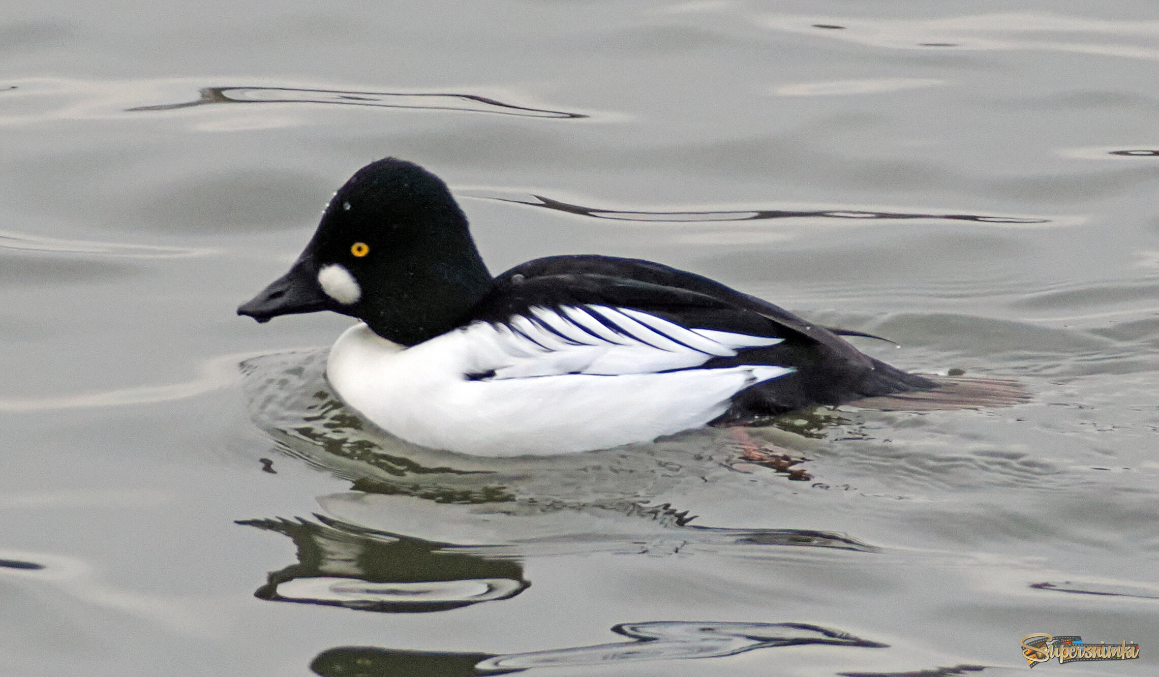 Утка гоголь-самец.