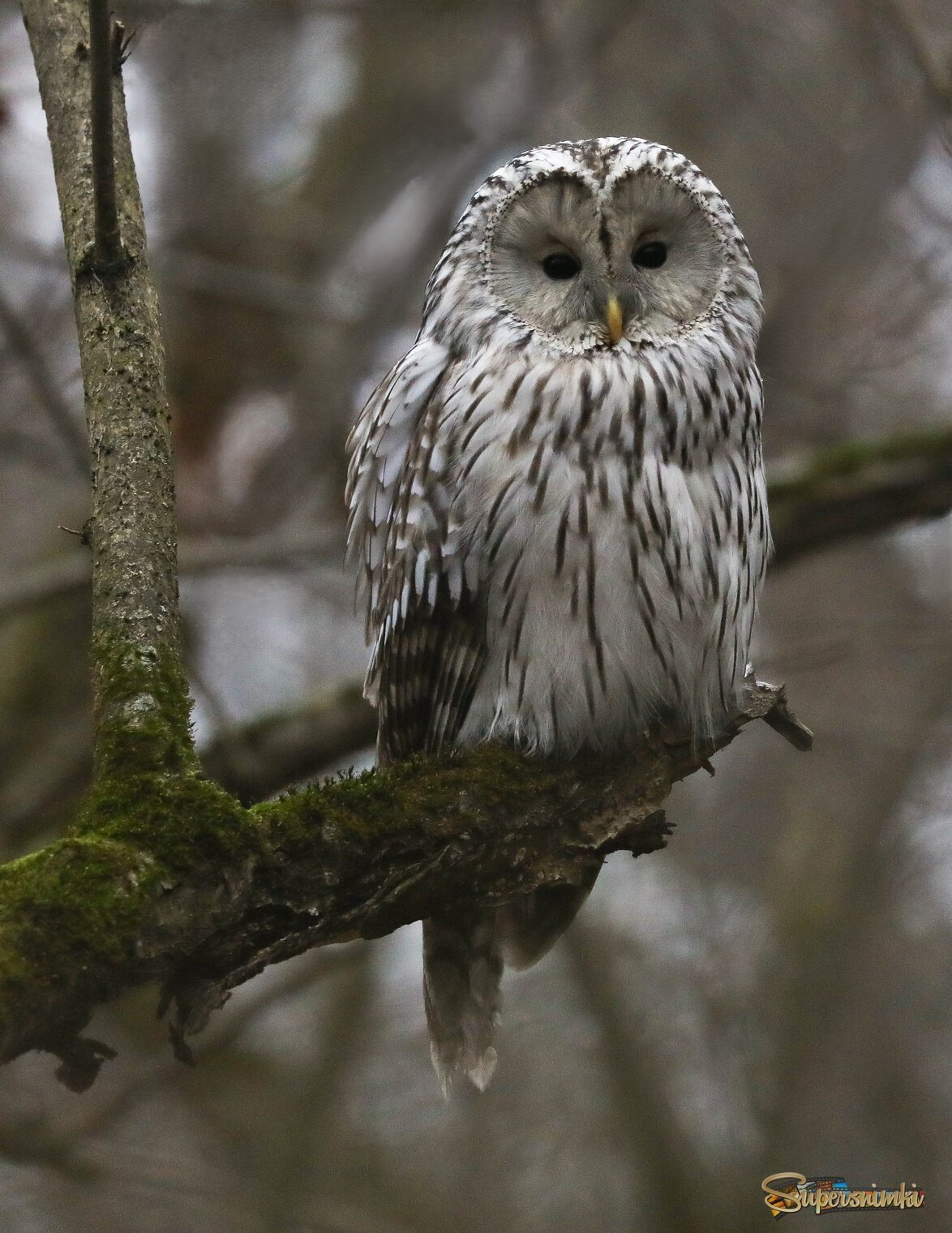 Потупилась