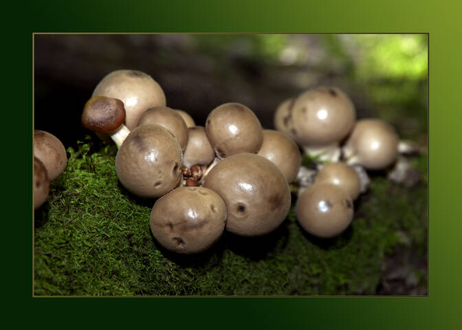Mushrooms