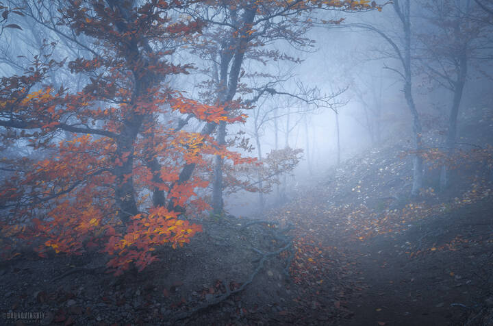 Тропа в тумане