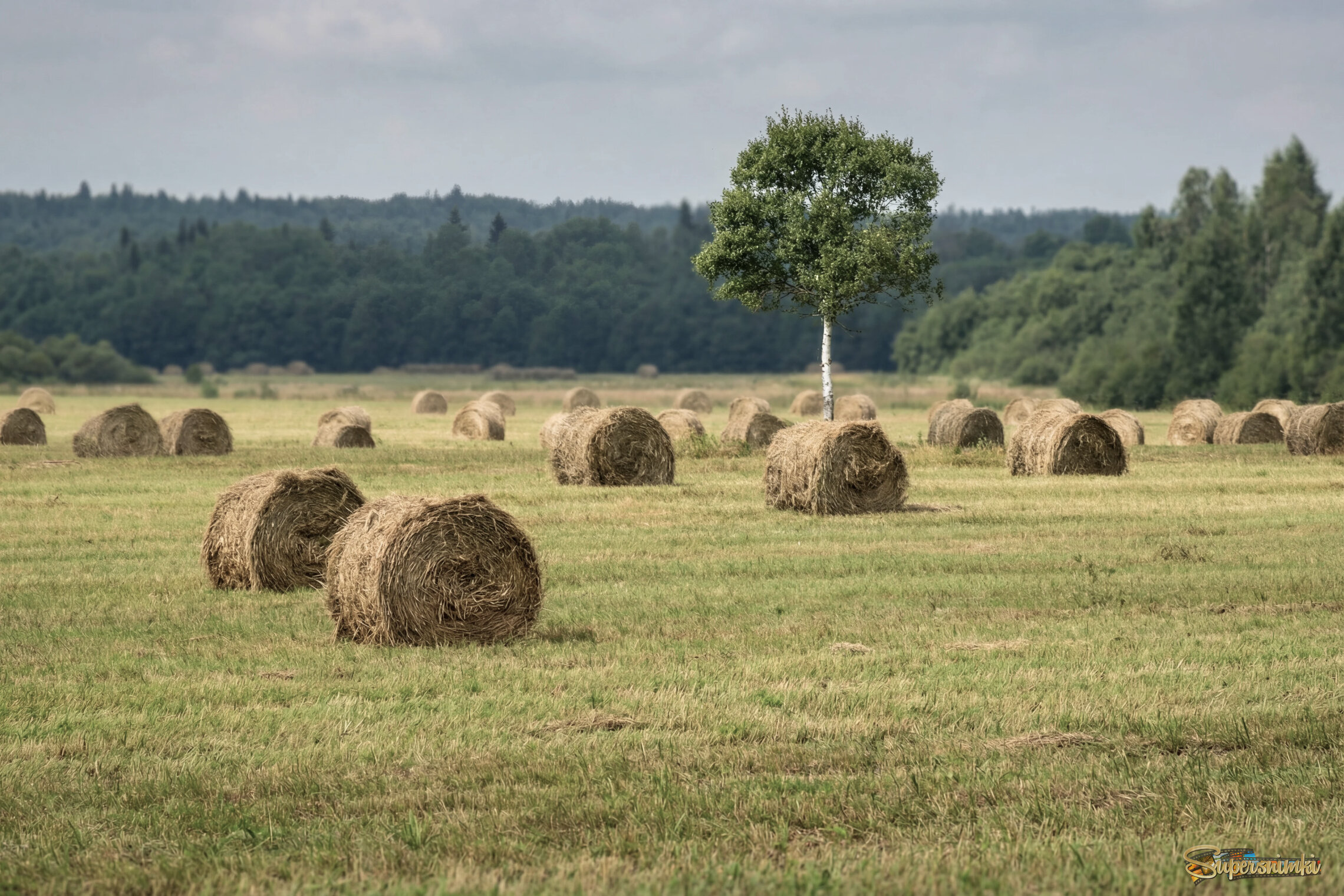 Про берёзку на лугу