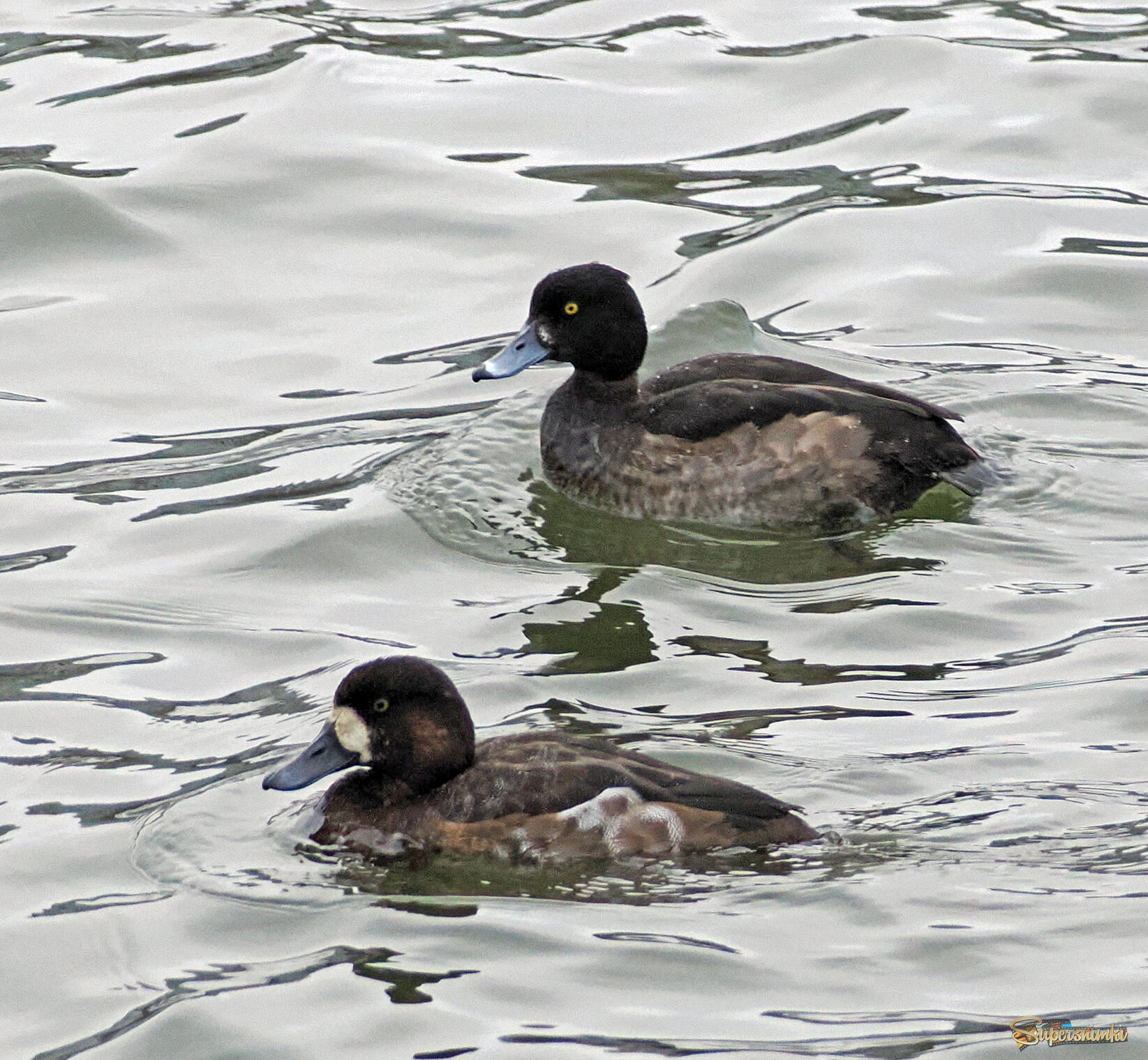 Самки хохлатой и морской чернети.