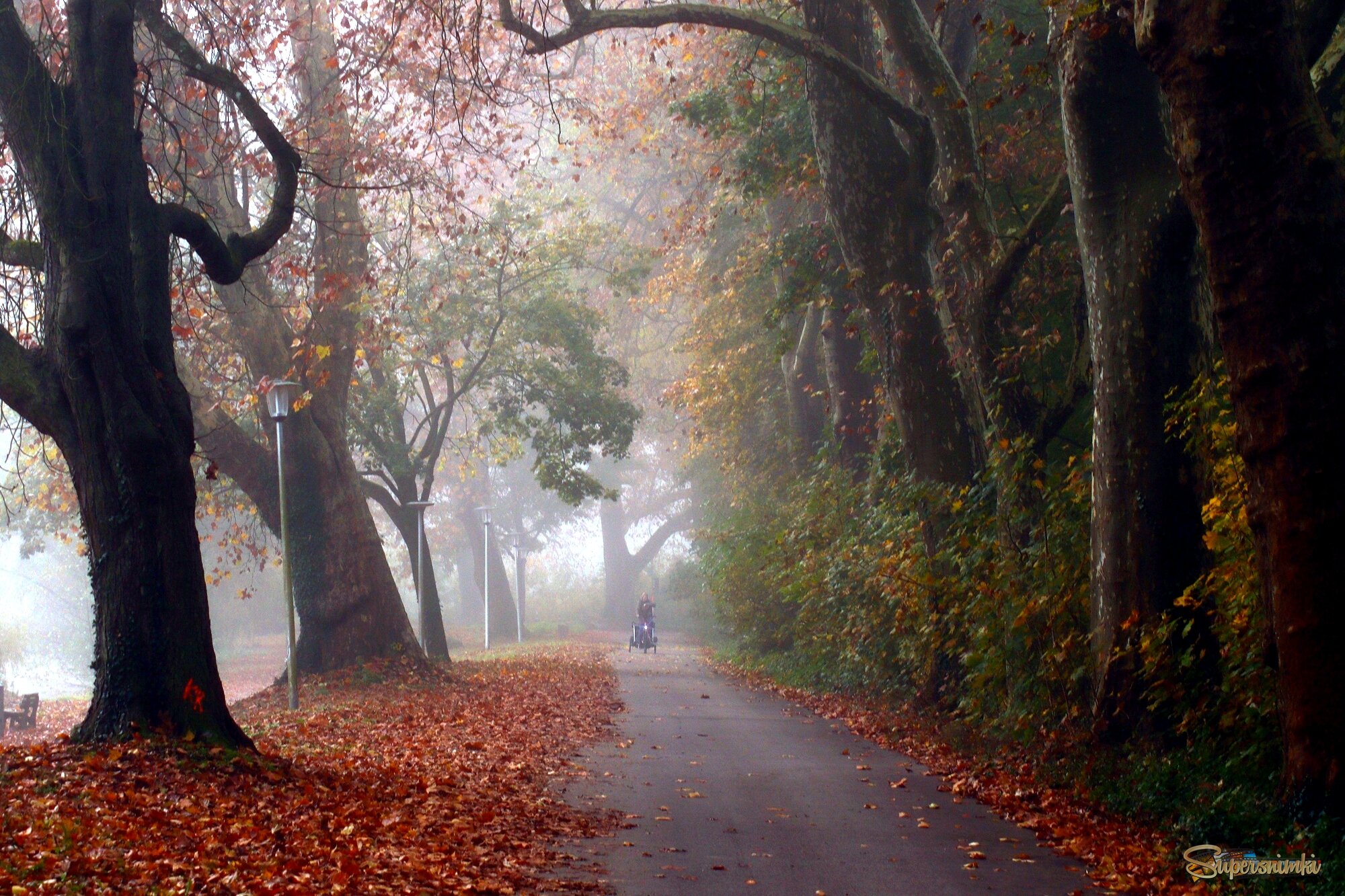 Туманная аллея