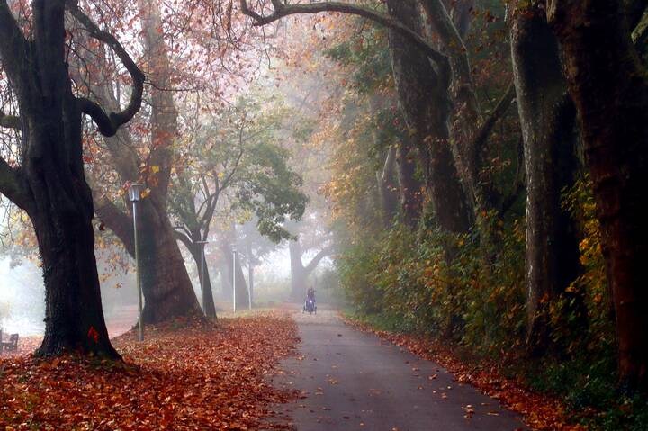 Туманная аллея