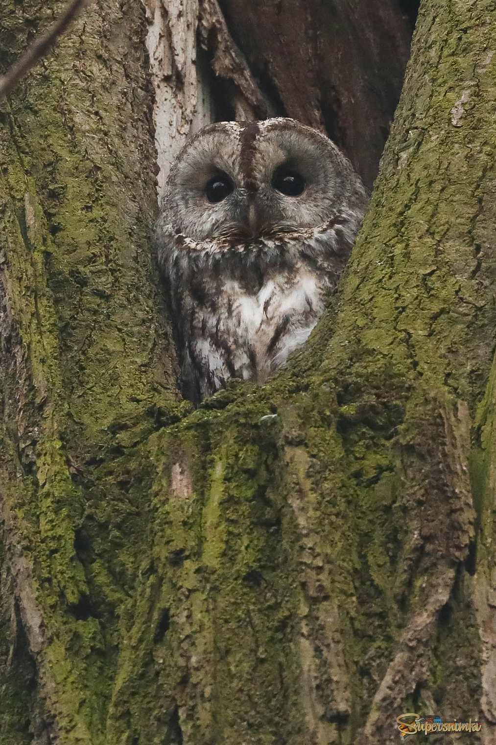 С ясным взором