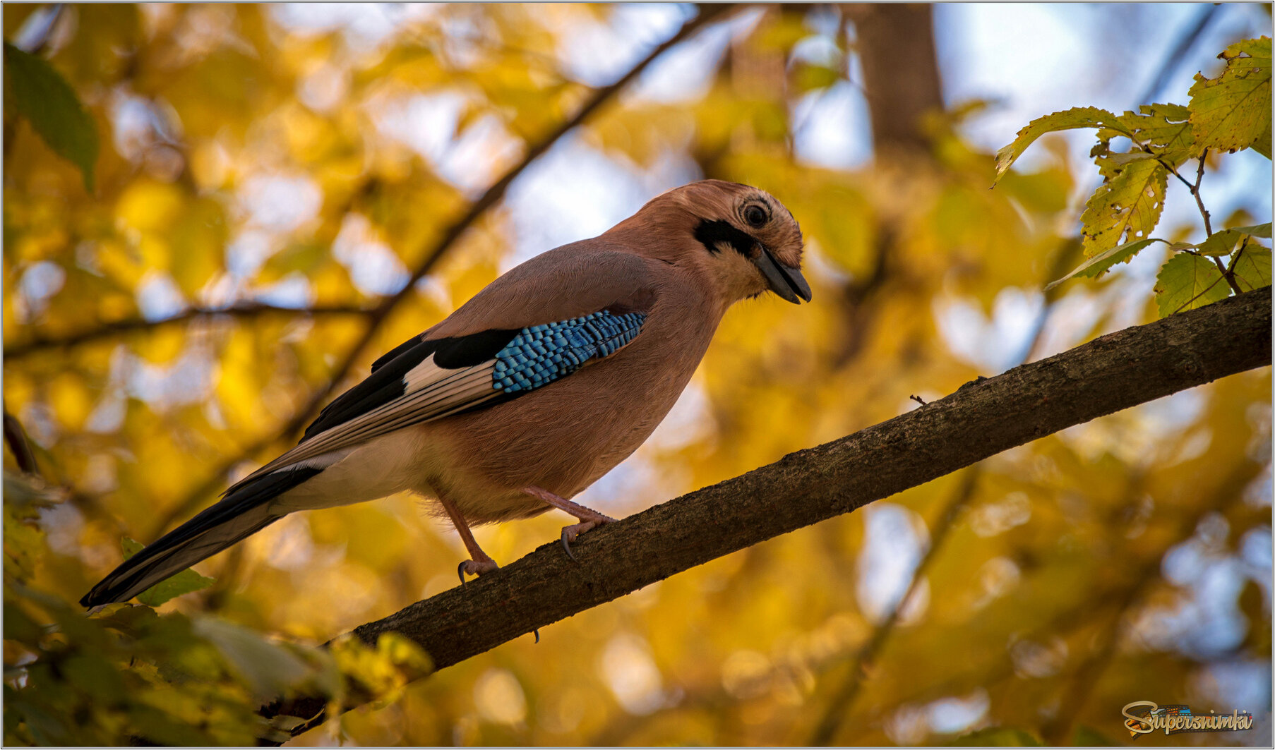 Попрошайка...