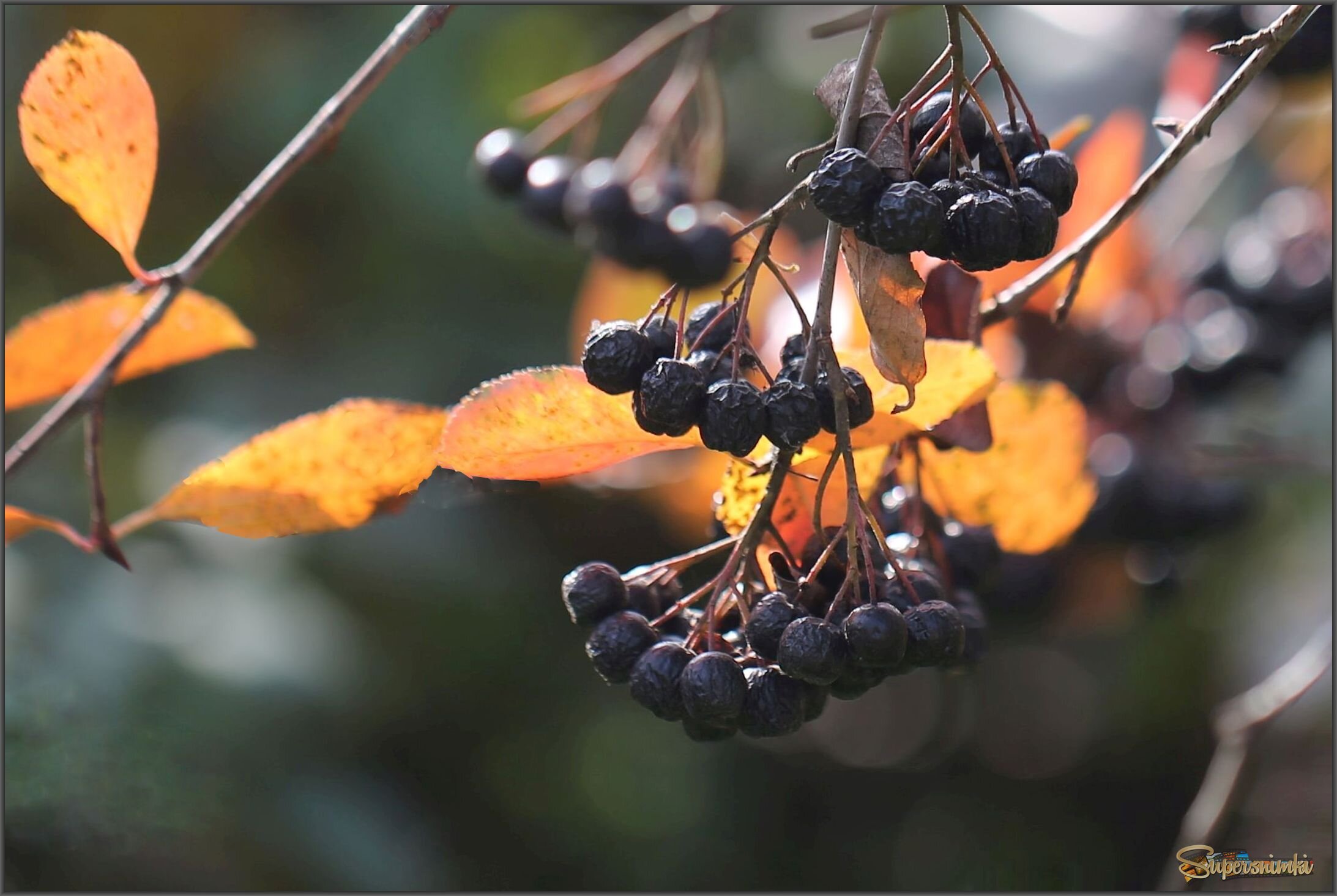 Черноплодка поспела