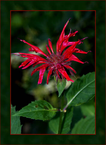 Flora Flowers