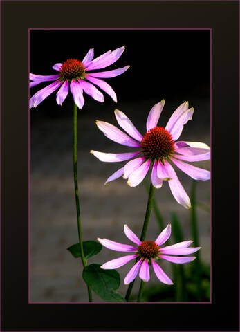 Flora Flowers