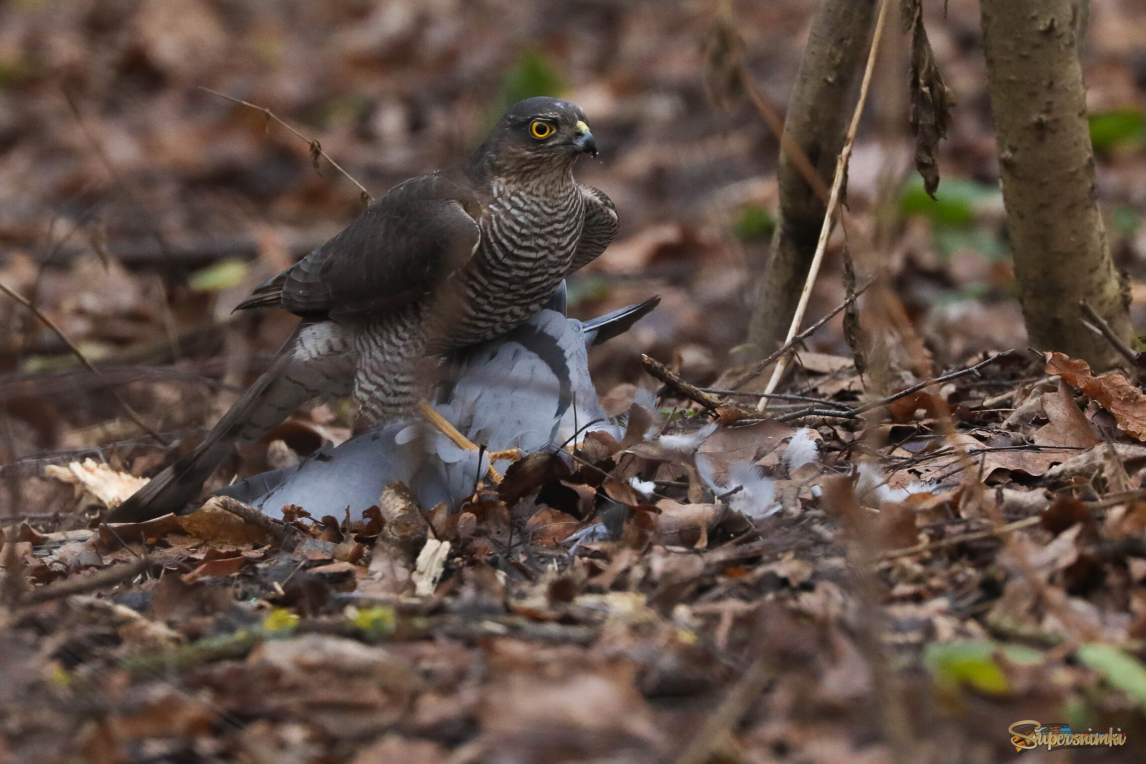С добычей в когтях