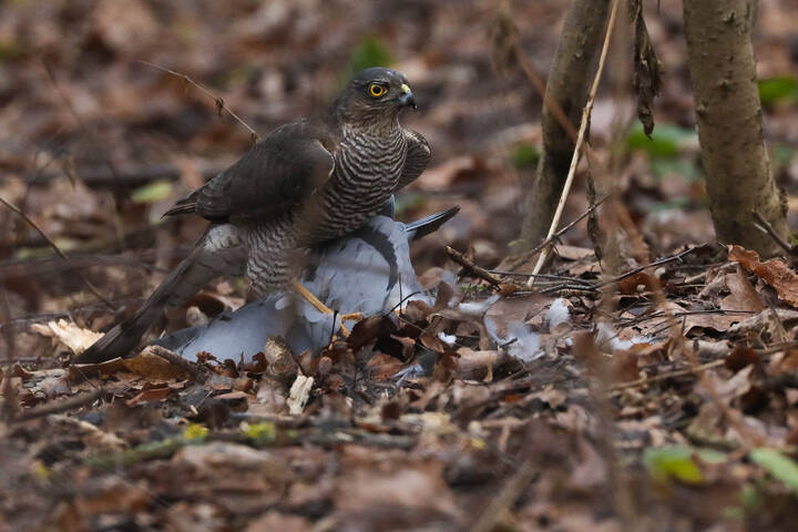 С добычей в когтях